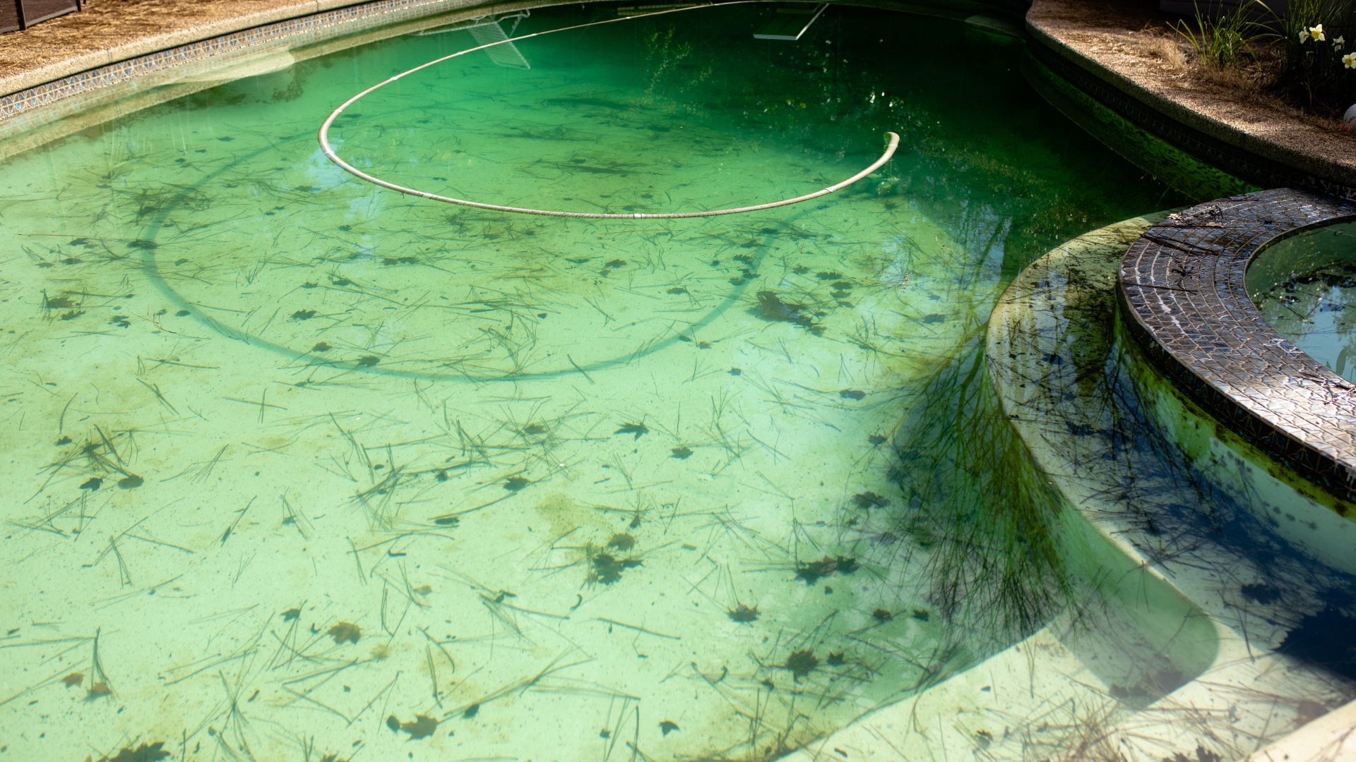 Algae Control